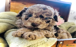 Cavapoochon dogs for sale: F1b Cavapoochon  - Image 19