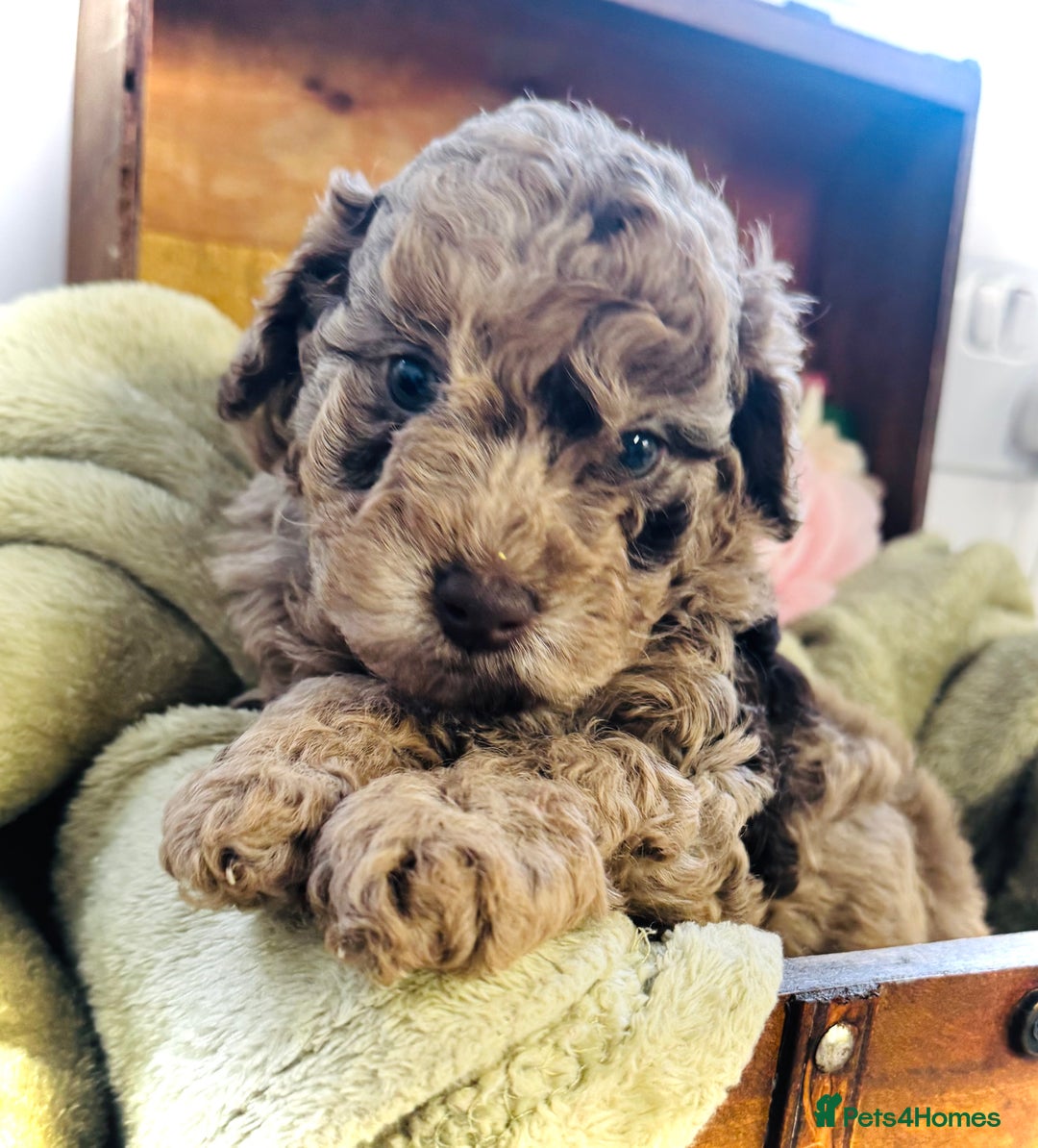 Cavapoochon dogs for sale: F1b Cavapoochon  - Image 19