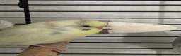Budgerigars birds for sale: 3 young healthy budgies for sale - Advert 4