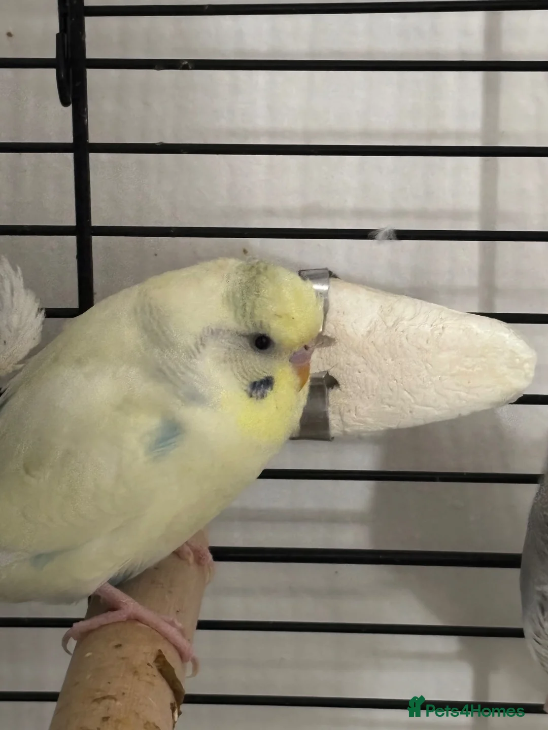 Budgerigars birds for sale: 3 young healthy budgies for sale - Advert 4