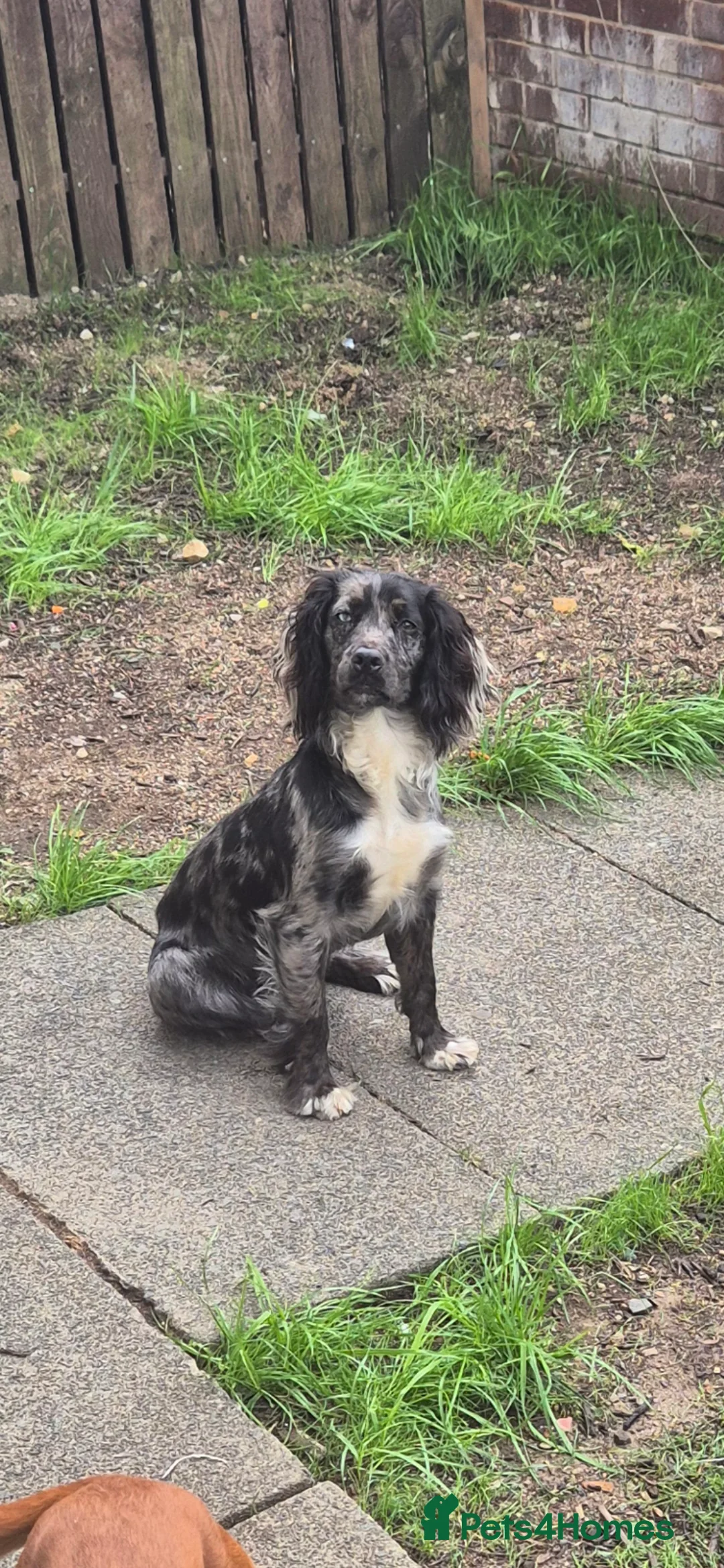 Cocker Spaniel dogs for stud: Merle Cocker stud in Shildon - Advert 5