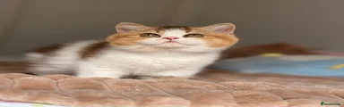 British Shorthair 2