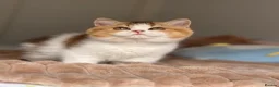 British Shorthair cats for sale: Two beautiful tabby bi colours brothers TICA reg  - Advert 5