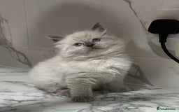 Ragdoll cats for sale: 💛💛💛Ragdolls💛💛💛 - Image 4