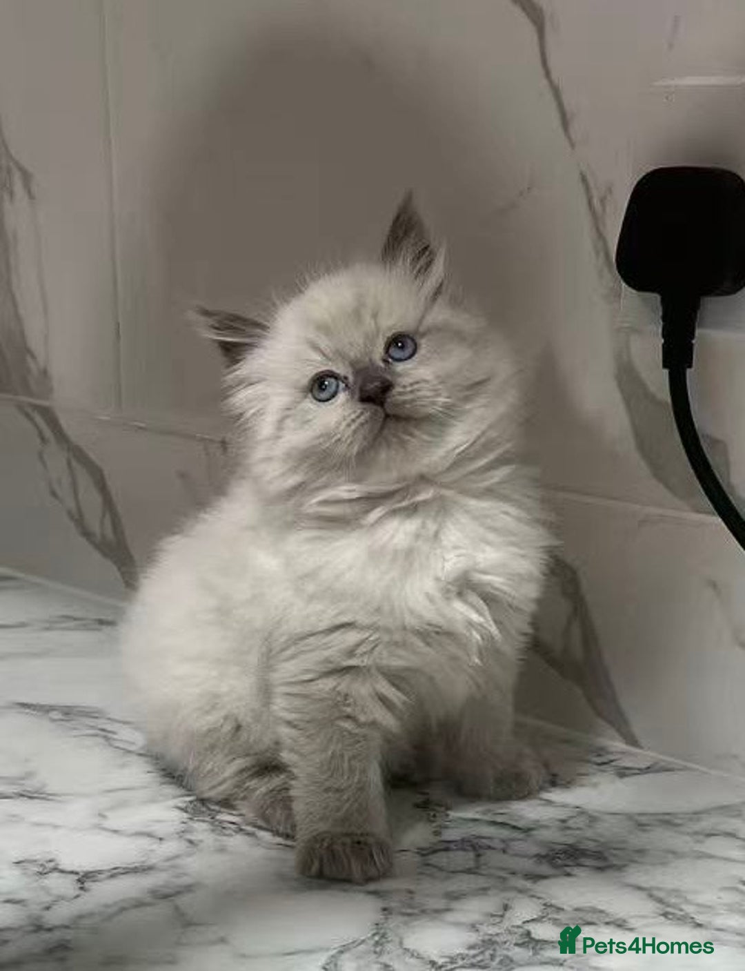 Ragdoll cats for sale: 💛💛💛Ragdolls💛💛💛 - Image 4