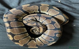 Python Snake reptiles for sale: Various Royal Pythons - Image 5