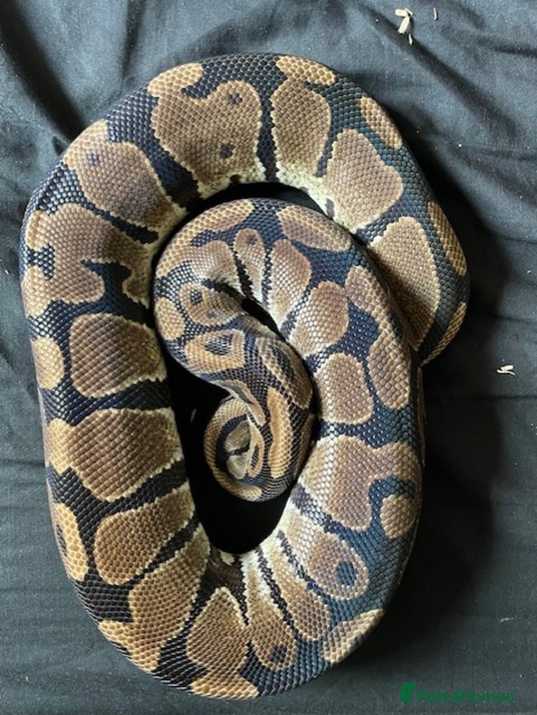 Python Snake reptiles for sale: Various Royal Pythons - Image 5