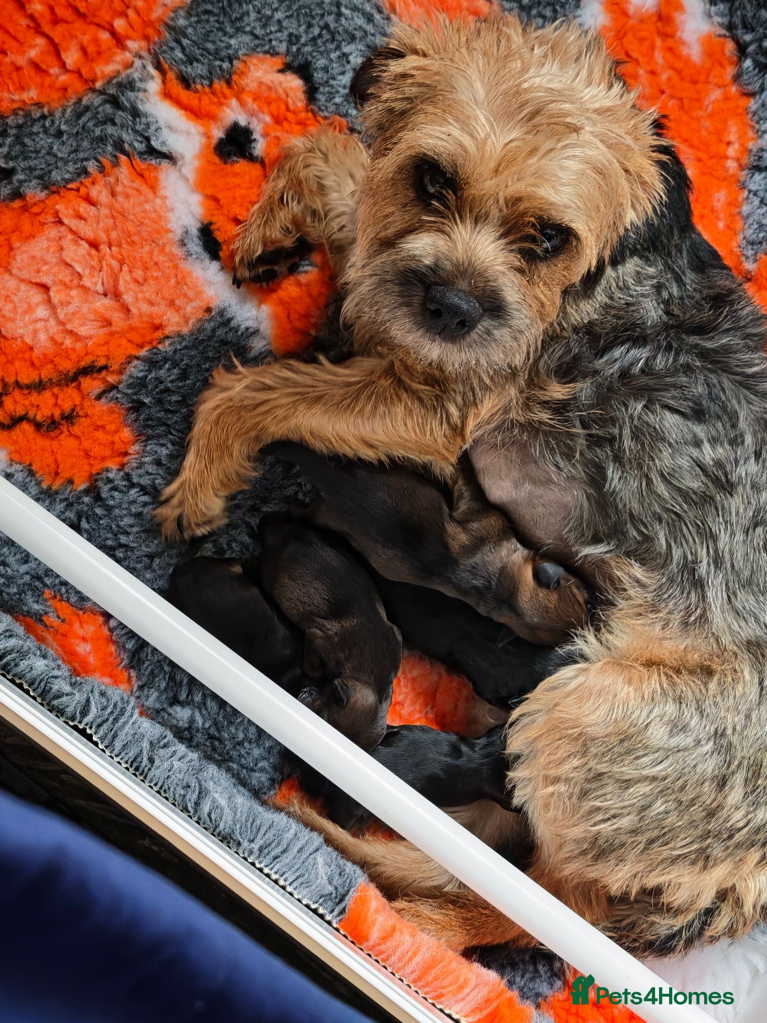 Border Terrier dogs KC registered,slem clear border terrier puppy's  - Advert 1