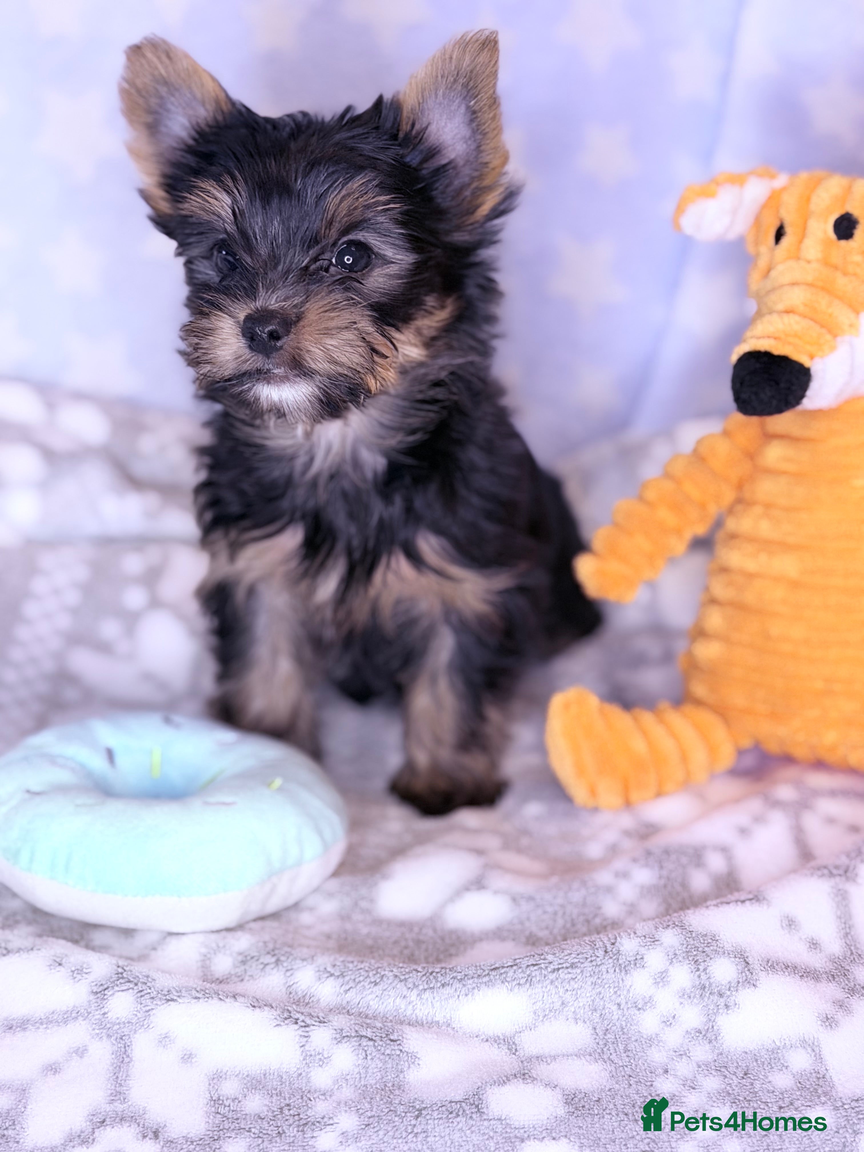 Yorkshire Terrier dogs Ready Now Last Small Boy Yorkshire Terrier  - Advert 1