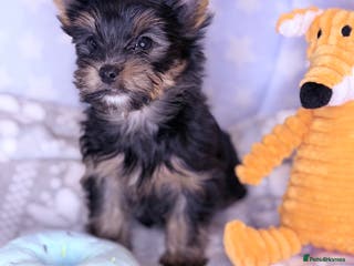 Yorkshire Terrier dogs Ready Now Last Small Boy Yorkshire Terrier - Advert 3