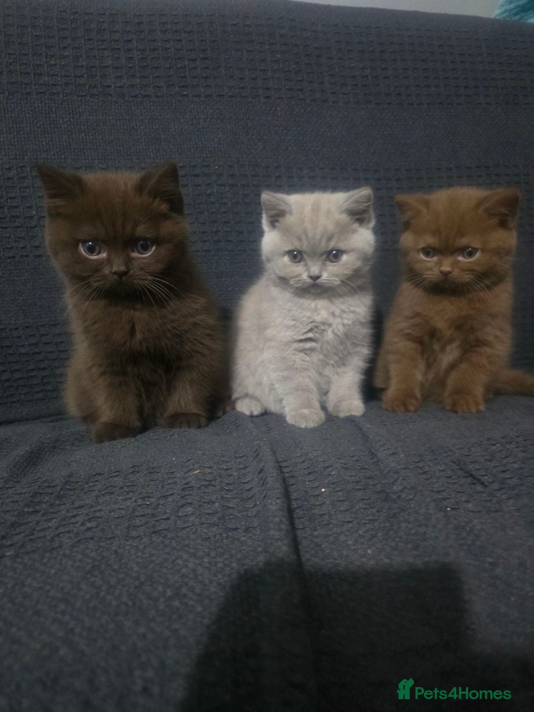 British Shorthair cats for sale: GCCF British shorthair kittens - Advert 6