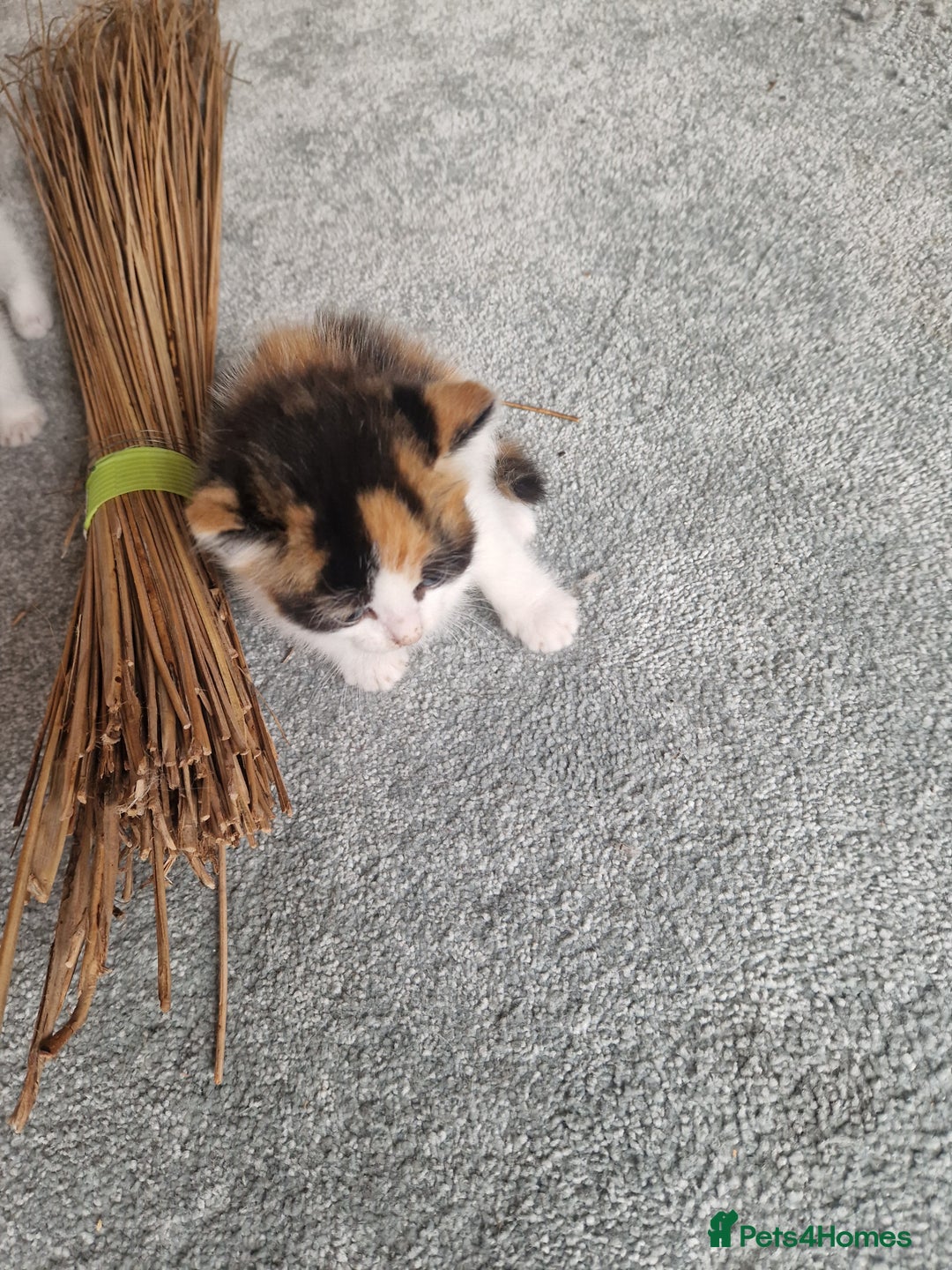 Mixed Breed cats for sale: Stunning kittens  - Image 7