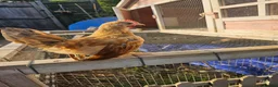 Chickens poultry for sale: 2 Serama chickens - Advert 3