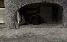 Mixed Breed cats for sale: British Shorthair X - Image 2