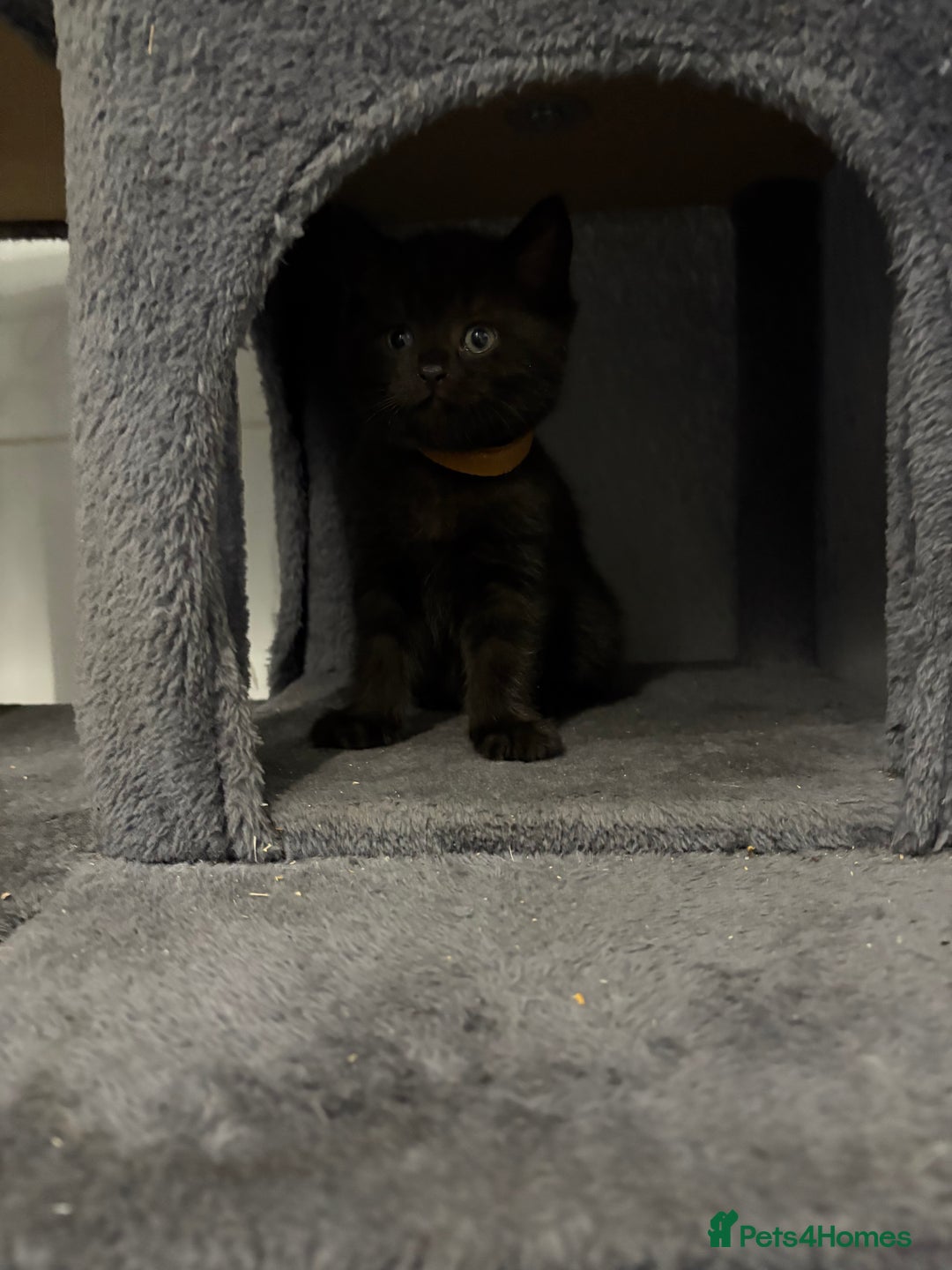 Mixed Breed cats for sale: British Shorthair X - Image 2