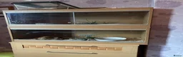 Corn Snake reptiles for sale: Soup - Ultramal corn snake  - Advert 4