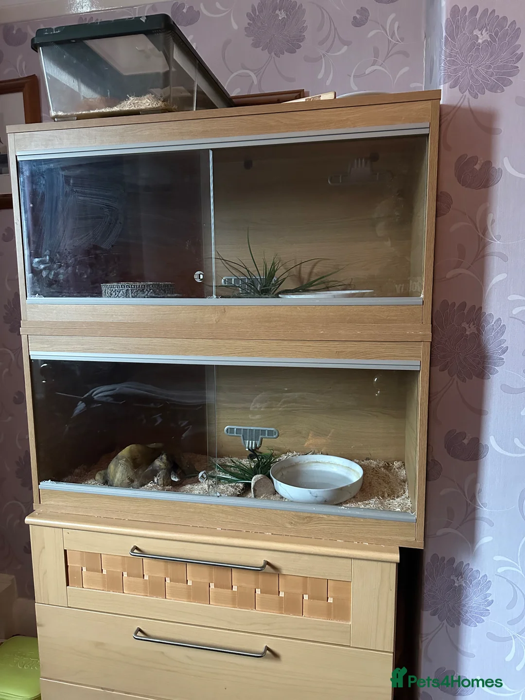 Corn Snake reptiles for sale: Soup - Ultramal corn snake  - Advert 4