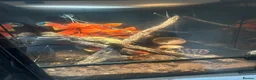 Gecko reptiles for sale: Crested geko  - Advert 3
