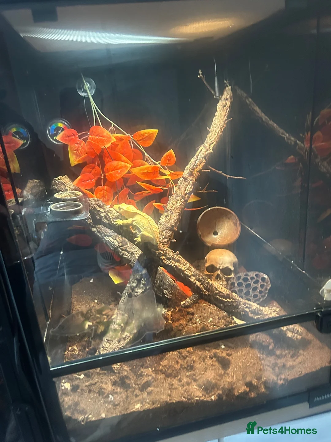 Gecko reptiles for sale: Crested geko  - Advert 3