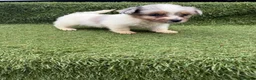 Jack Russell dogs for sale: Stunning Jack Russell‘s in Liskeard - Advert 3