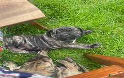 Boerboel dogs for sale: Boerboel puppies - Image 13