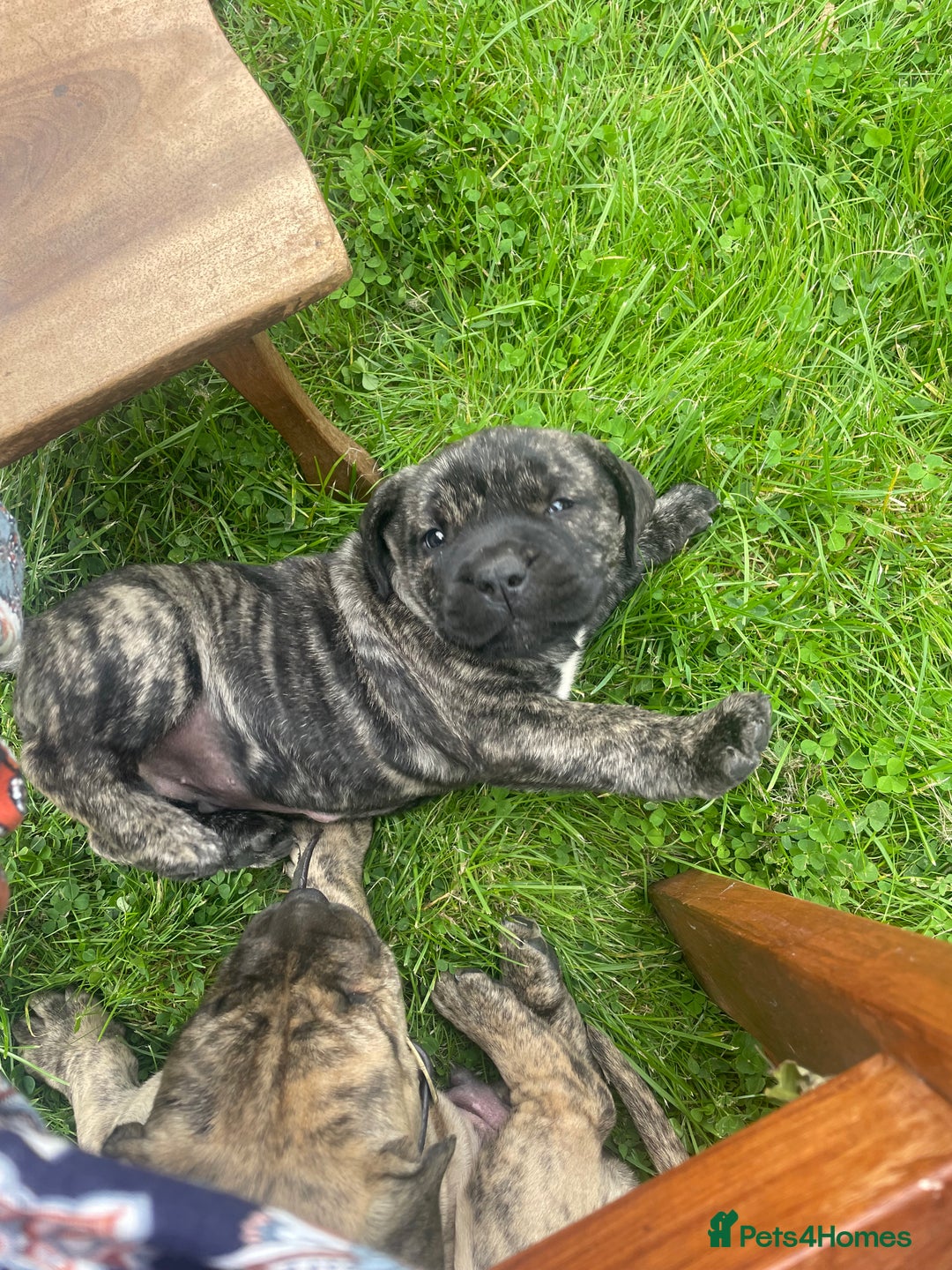 Boerboel dogs for sale: Boerboel puppies - Image 13
