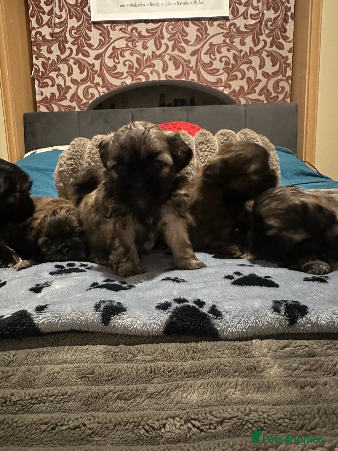 Shihpoo dogs for sale: Shihpoo 6 girls  - Advert 10