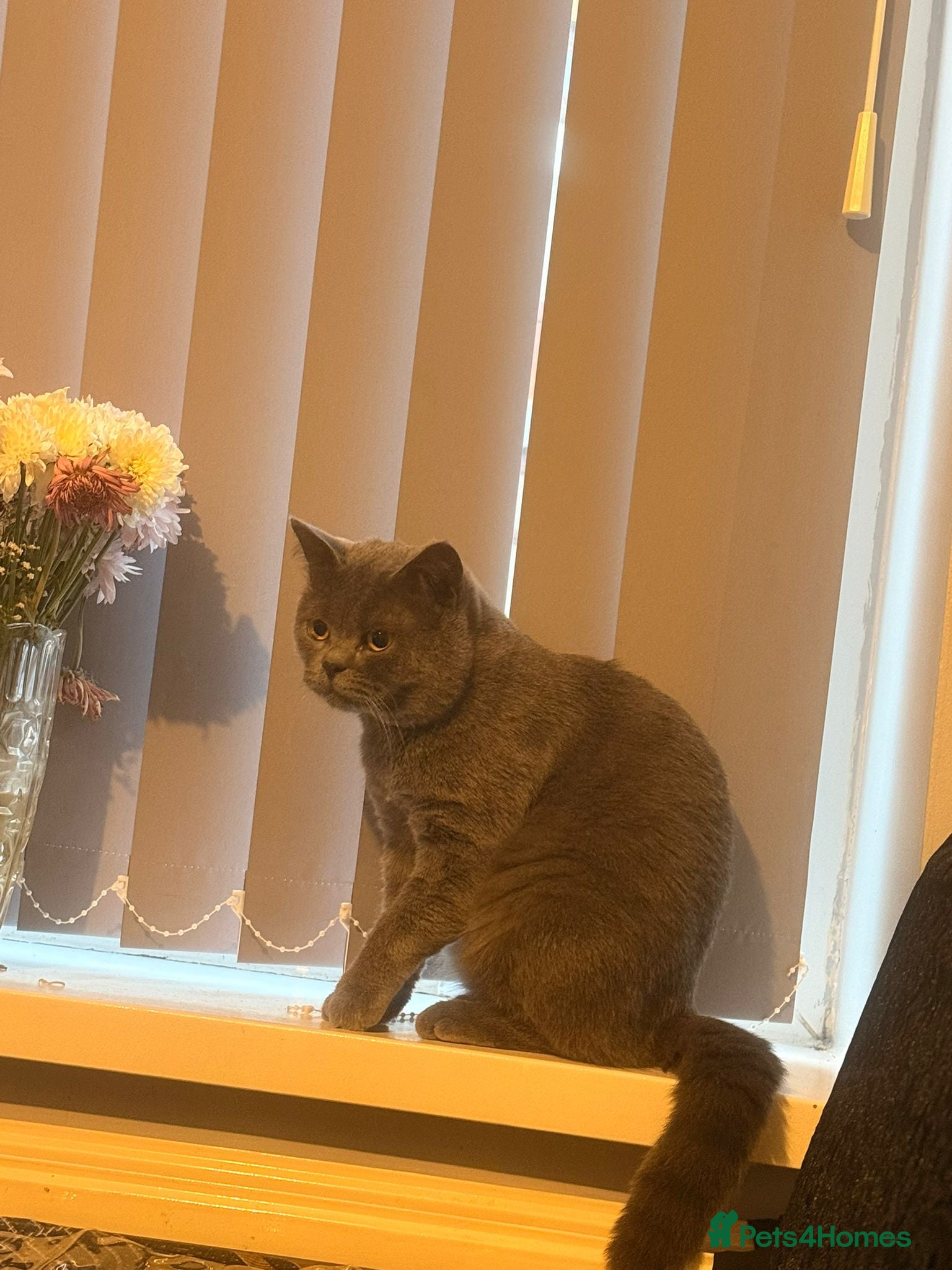 British Shorthair cats Adorable boy  - Advert 1