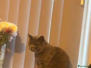 British Shorthair cats Adorable boy - Advert 5