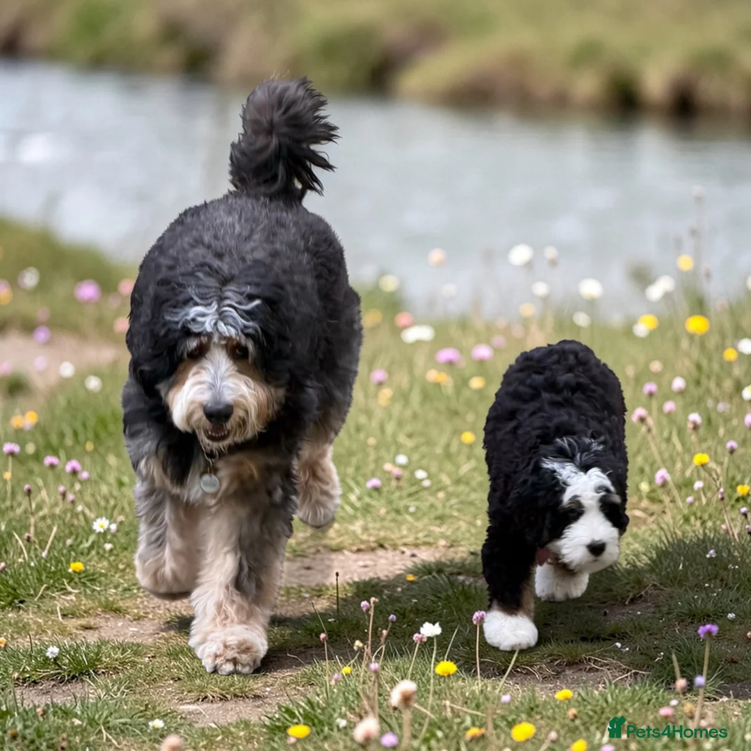 Bernedoodle dogs for sale: Large Standard Bernedoodles  - Advert 2