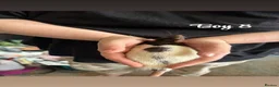Rat rodents for sale: Baby rats  in Trowbridge - Advert 15