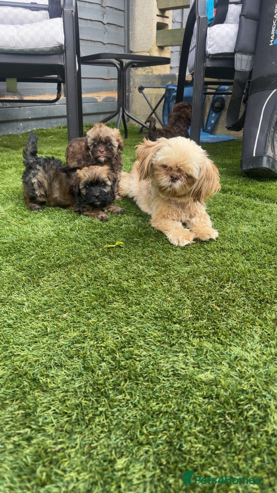 Shihpoo dogs Imperial Shih Tzu/merle toy poodle - Advert 1