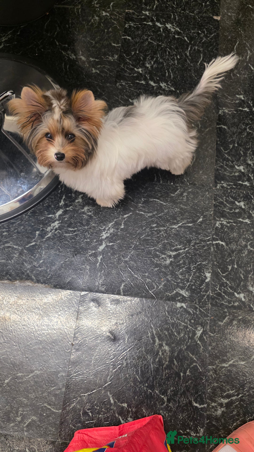 Biewer Terrier dogs for sale: Absolutely beautiful tiny boy - Image 3