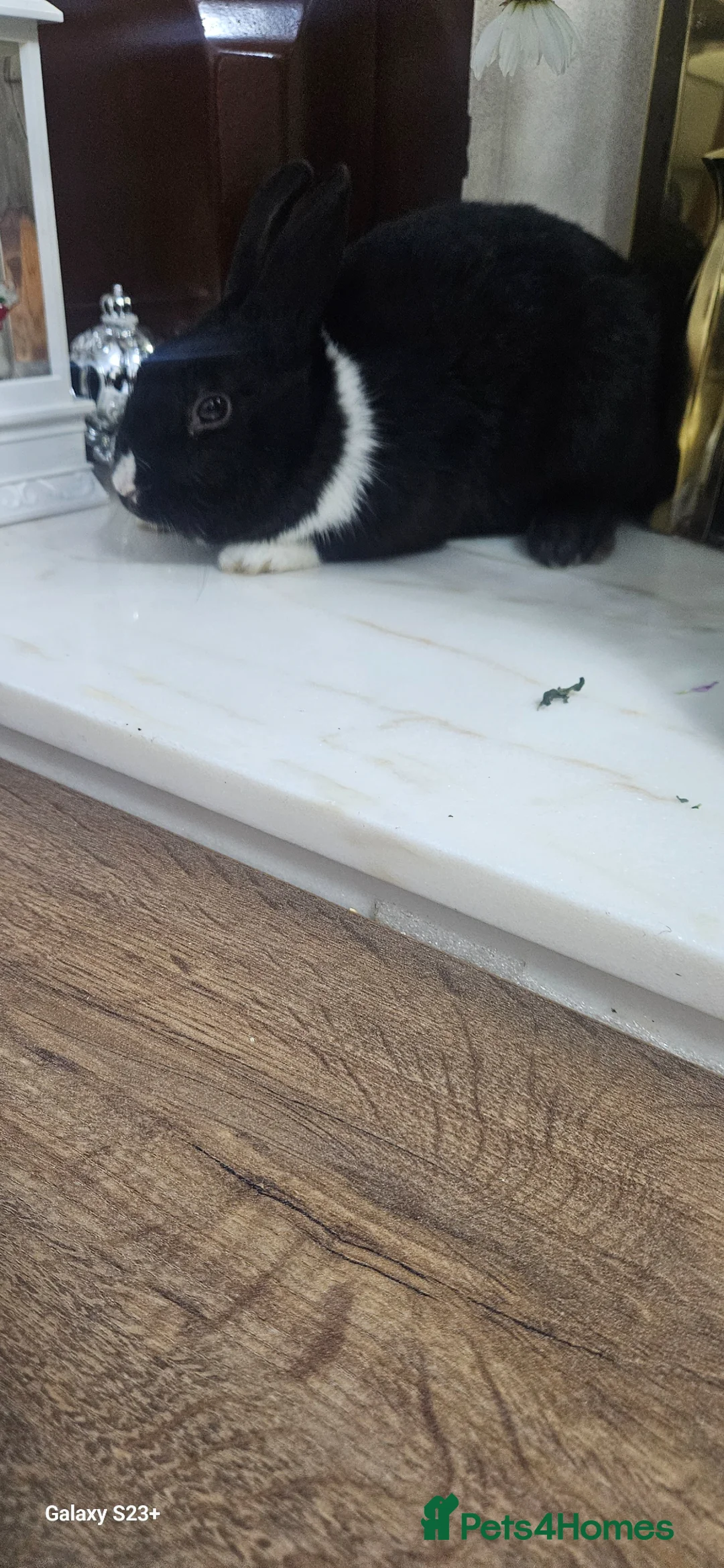 Dutch rabbits for sale: Rex and Dutch Rabbits , 7 months and 24 days old.  - Advert 1