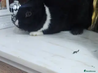 Dutch rabbits Rex and Dutch Rabbits - Advert 3