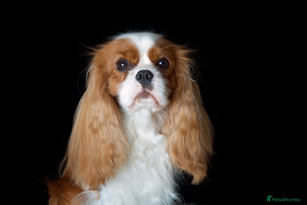 Cavalier King Charles Spaniel dogs for sale: Cavalier Pups – 0.10% COI, Health Tested, KC Reg - Image 5