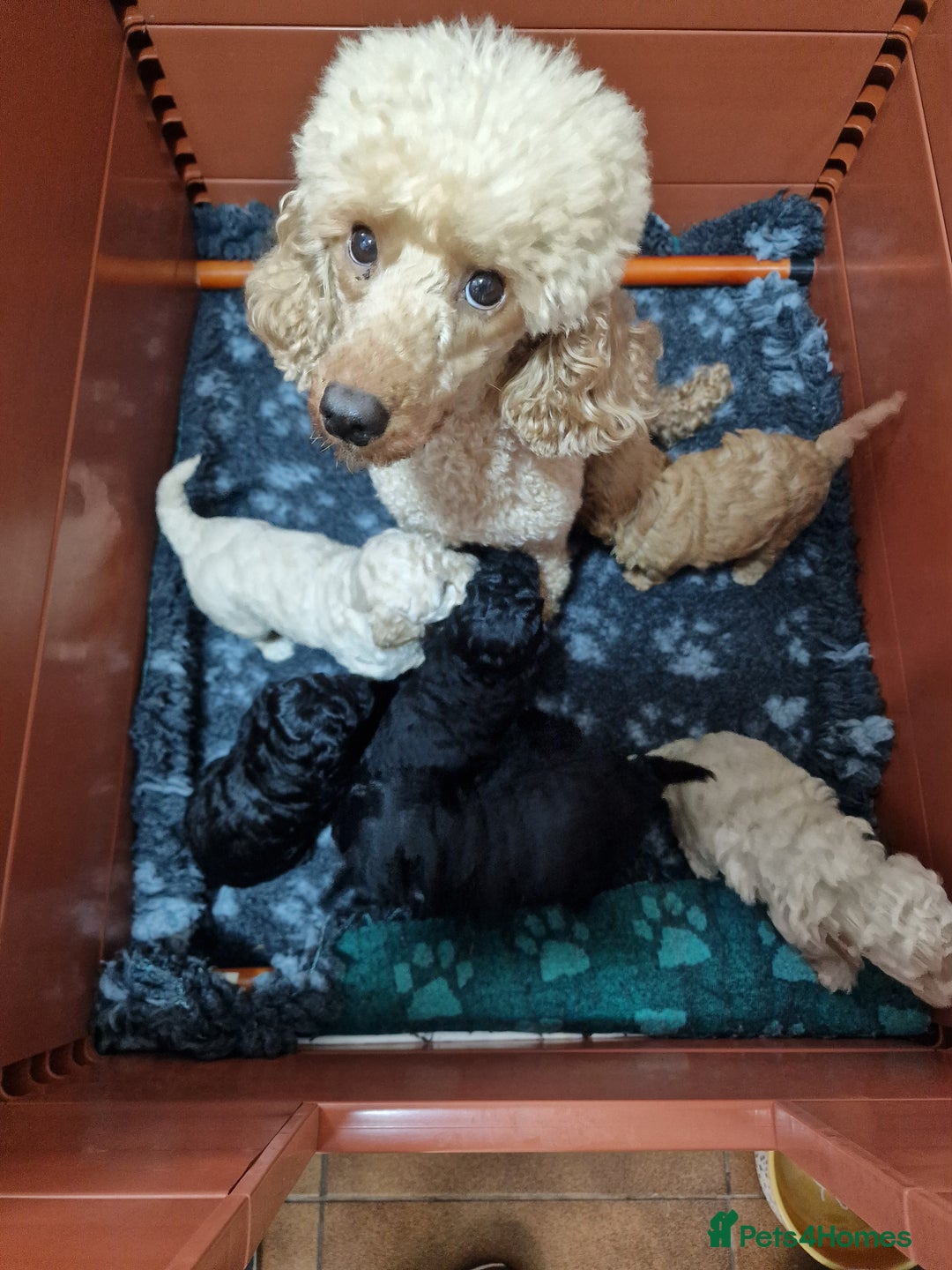 Toy Poodle dogs for sale: Toy poodle puppies  - Image 10