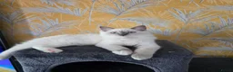 Ragdoll cats for sale: 1 Girl and 1 Boy left pure Ragdoll kittens  - Advert 2