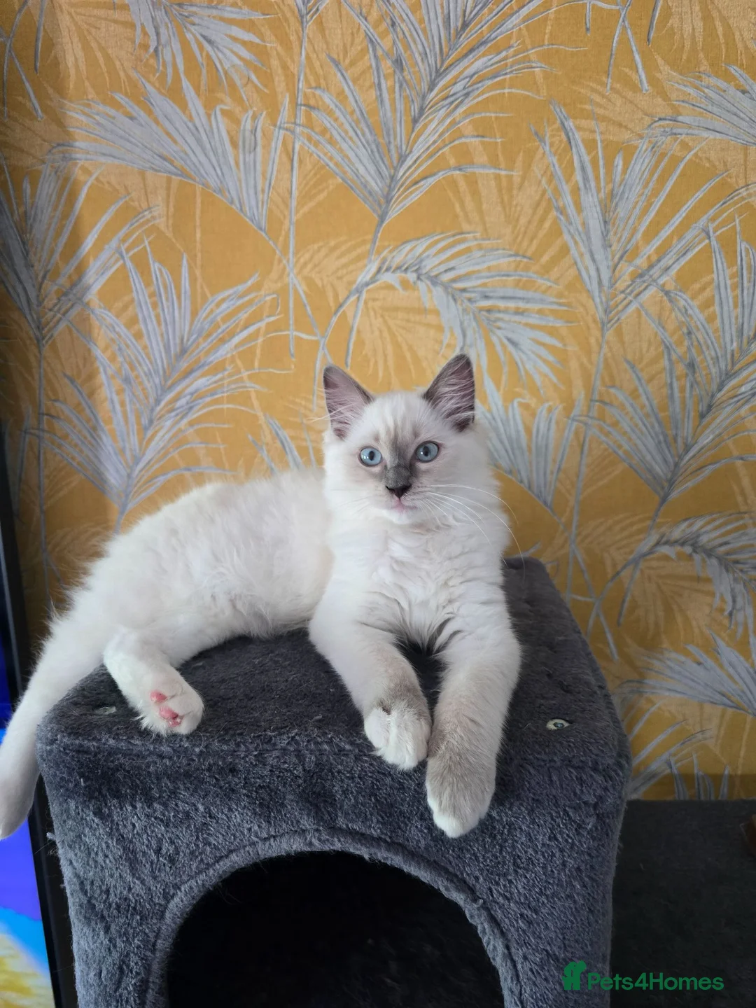 Ragdoll cats for sale: 1 Girl and 1 Boy left pure Ragdoll kittens  - Advert 2