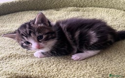 Mixed Breed cats for sale: 4  GORGEOUS TABBY/TORTOISHELL GIRLS.   - Image 11