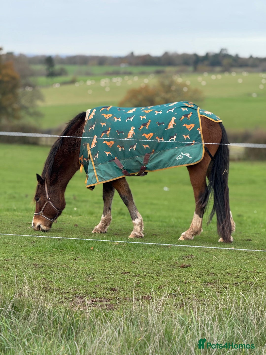 Welsh Section D horses for sale: Horse for sale  - Advert 1