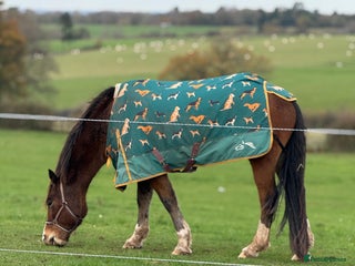 Welsh Section D horses Horse for sale - Advert 2