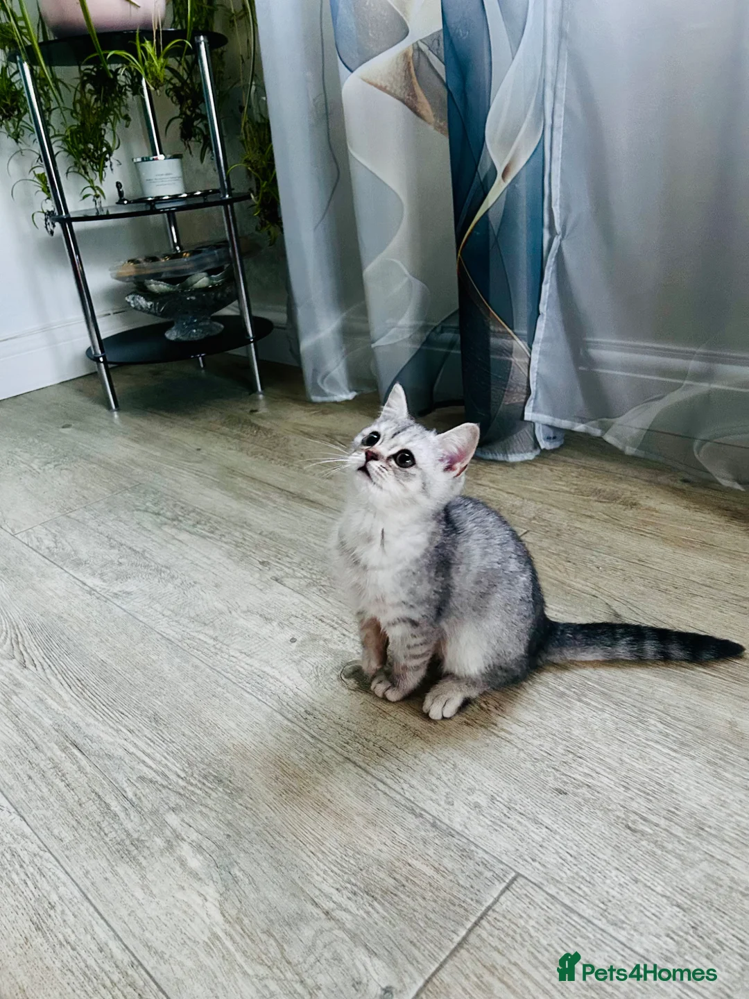 British Shorthair cats for sale: Handsome British Short Hair Boy  in Rotherham - Advert 1