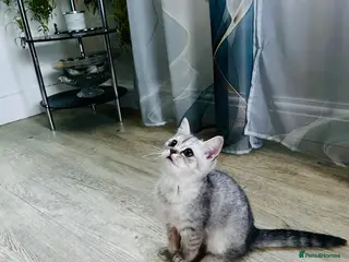 British Shorthair cats Handsome British Short Hair Boy - Advert 1