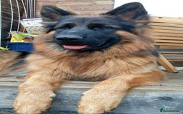 German Shepherd dogs for stud: 🐾 Beautiful Pedigree German Shepherd – Bruno 🐾 - Image 2