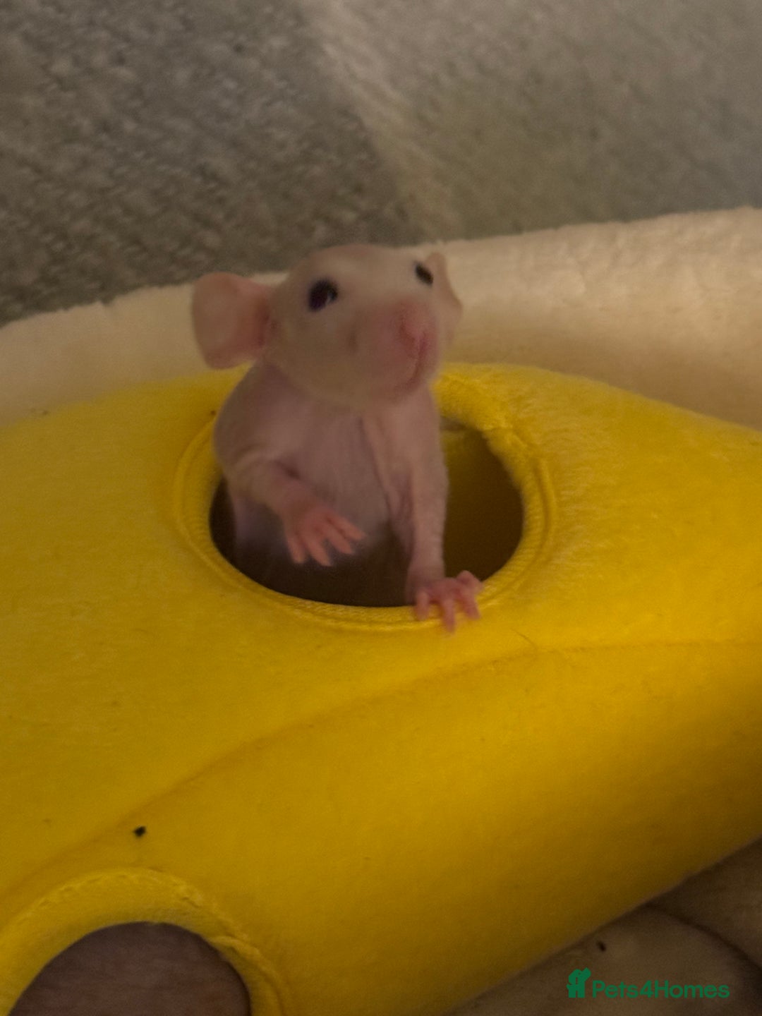 Rat rodents for sale: Milo & Bruce - disabled boy and younger brother  - Image 2