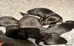 Labrador Retriever dogs for sale: Black Labrador puppies, KC reg  - Image 15