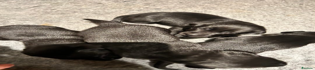 Labrador Retriever Puppy 5