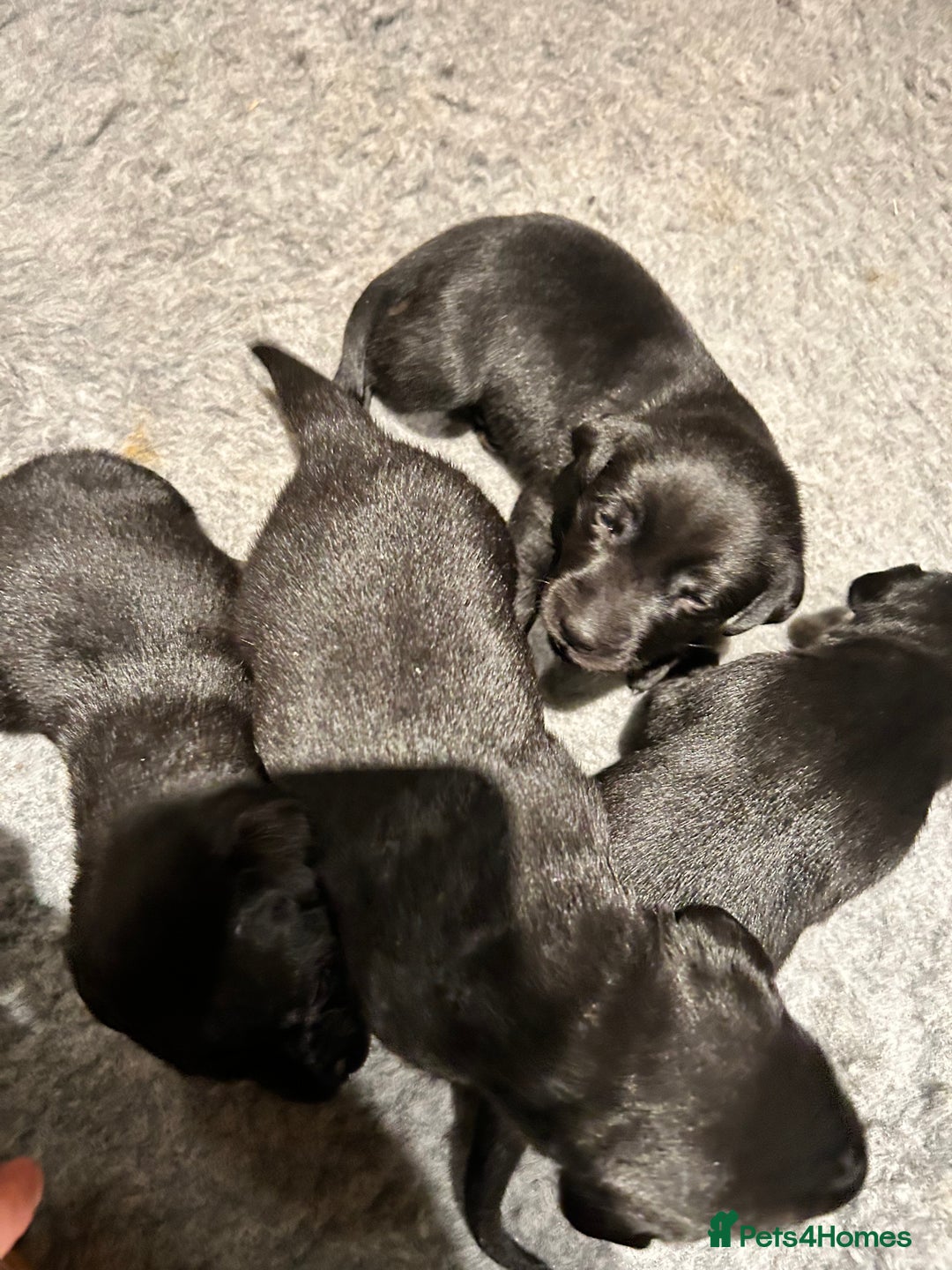 Labrador Retriever dogs for sale: Black Labrador puppies, KC reg  - Image 15