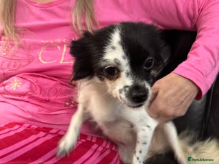 Chihuahua dogs Long haired chihuahua’s - Advert 1